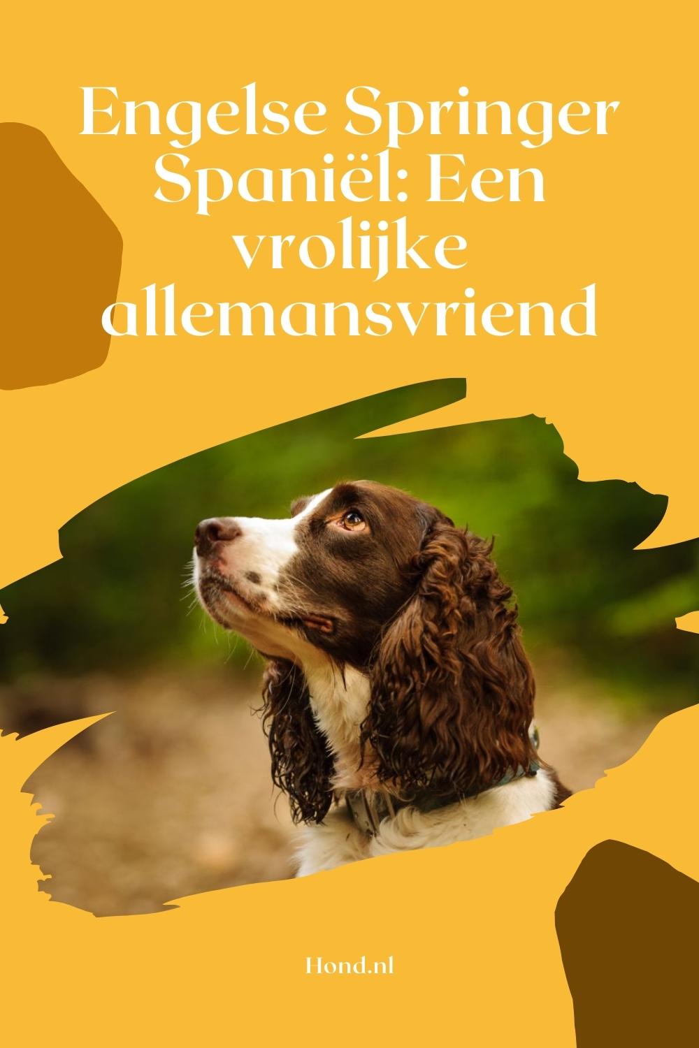 Engelse Springer Spaniel