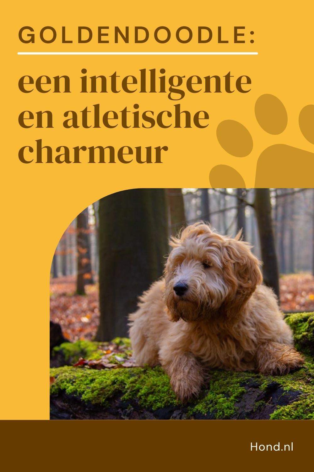 Goldendoodle