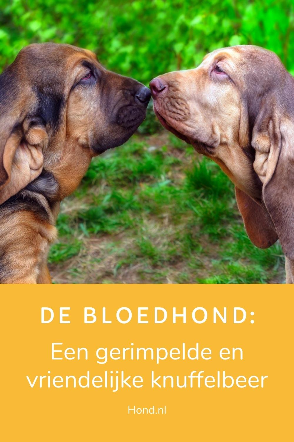 Bloedhond