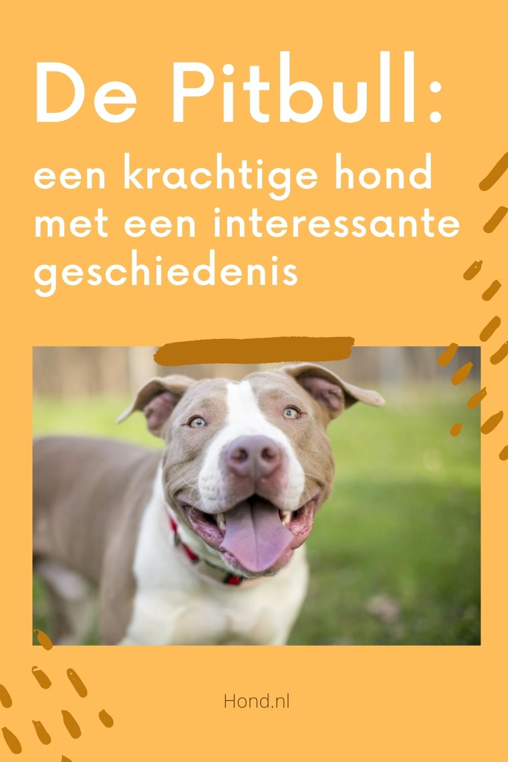 Pitbull