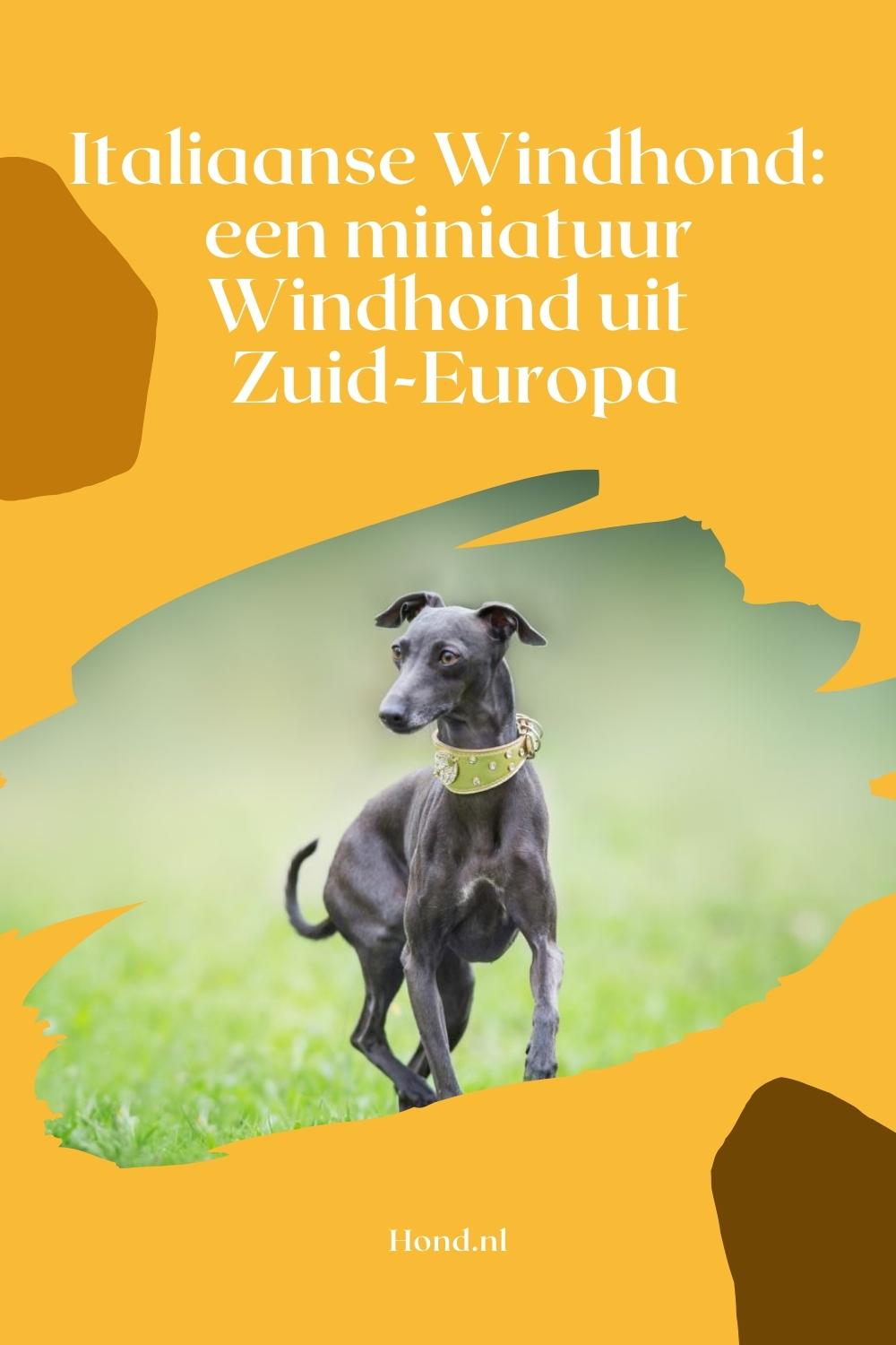 Italiaanse windhond