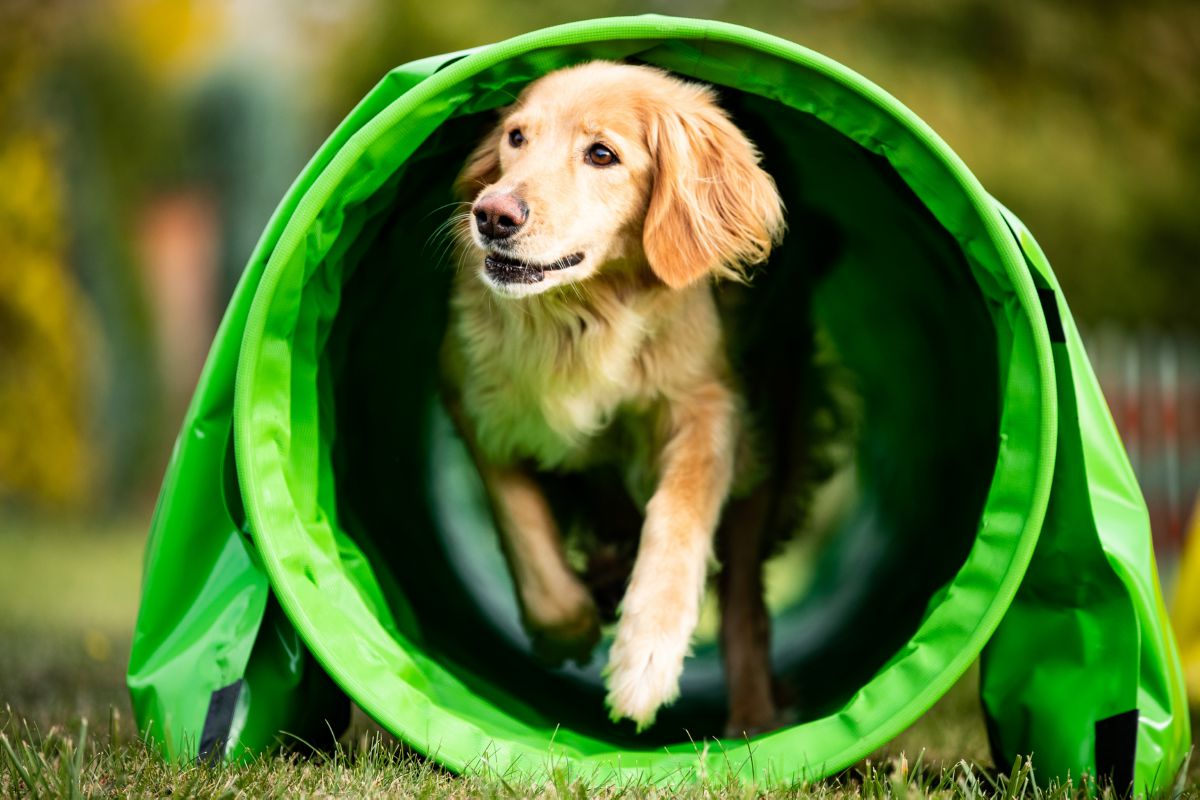 Agility voor honden