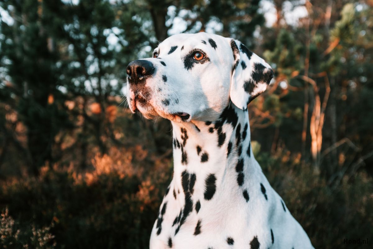 Dalmatiër close up