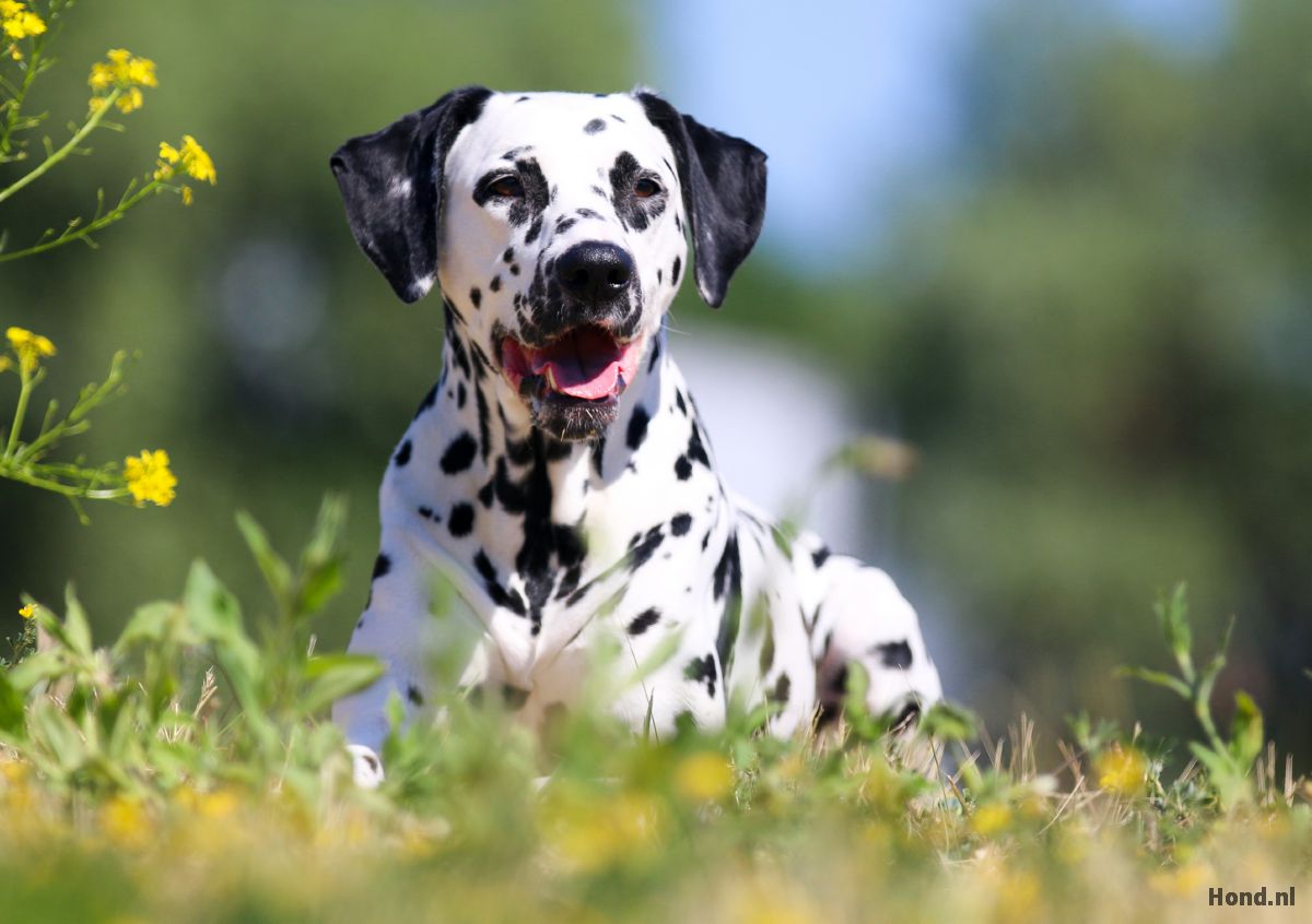 Dalmatiër liggend in grasveld