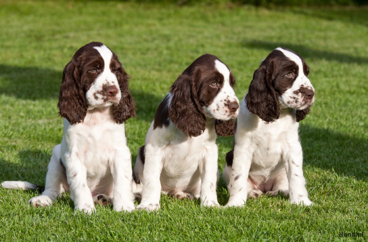 Drie Engelse Springer Spaniël puppy´s