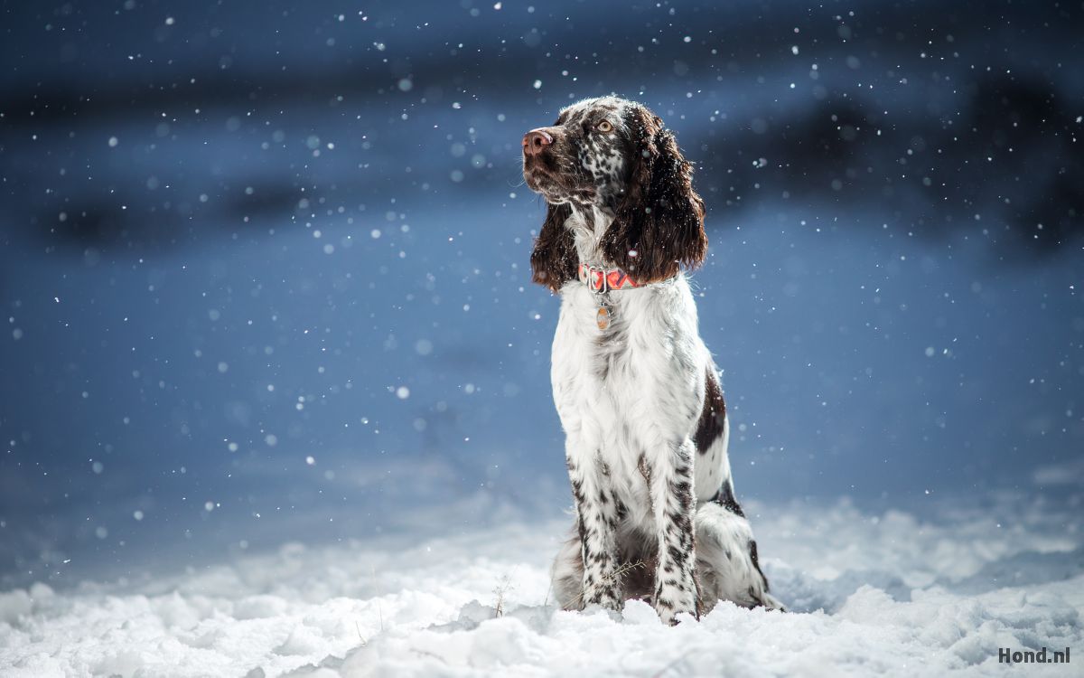 Engelse Springer Spaniël in de sneeuw