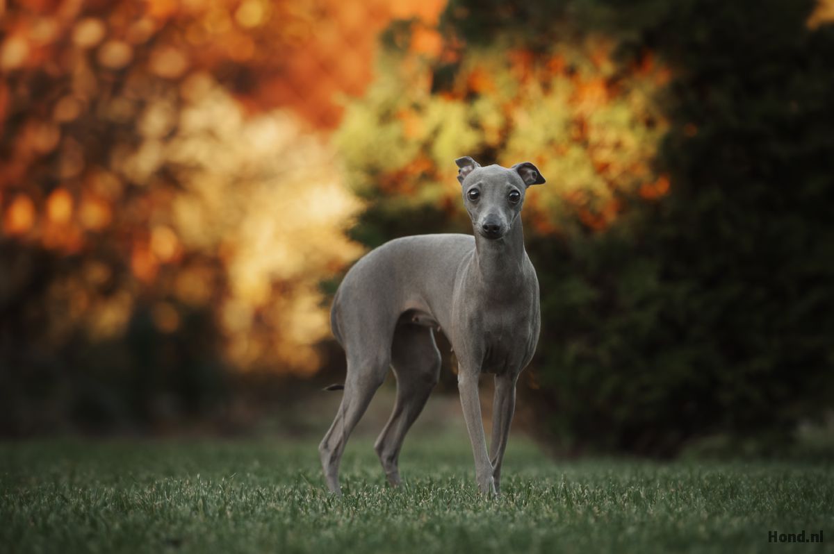 Italiaanse Windhond in de bosjes