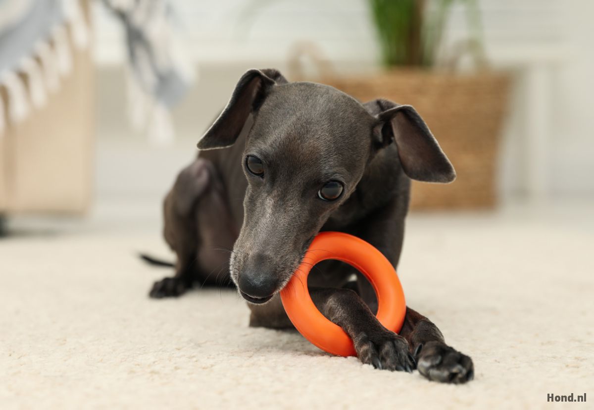 Italiaanse Windhond puppy speelt met balletje