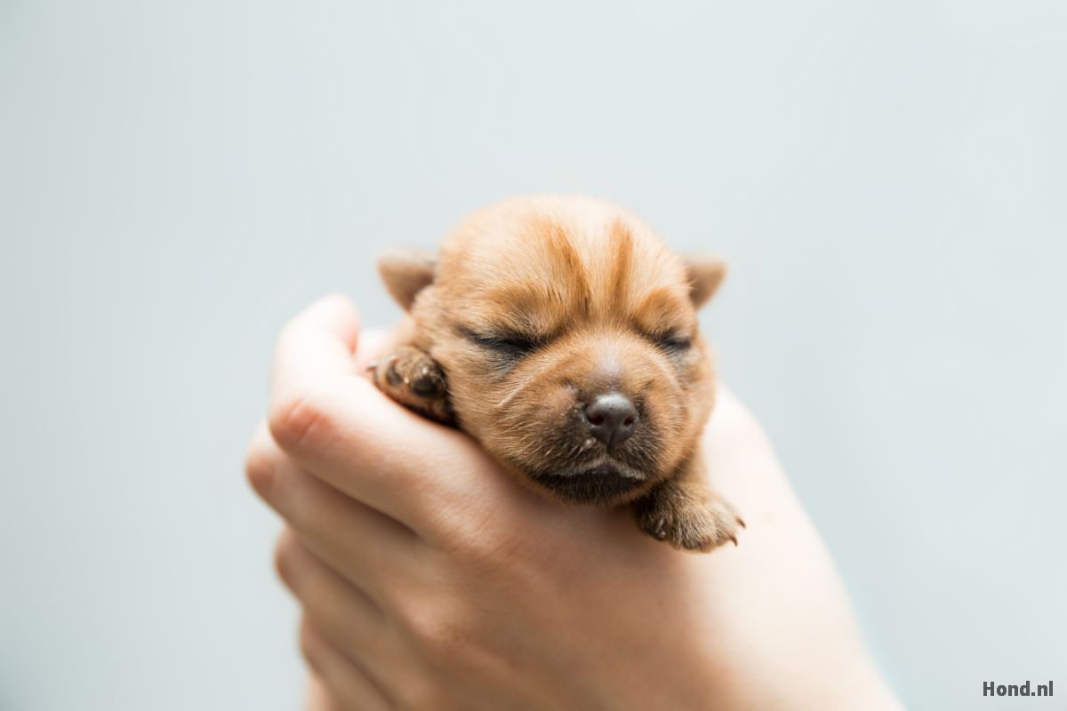 Norfolk Terriër puppy vastgehouden