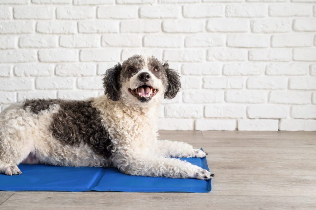 Hond afkoeling koelmat