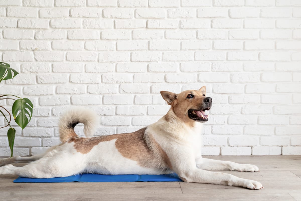 Liggende hond op koelmat