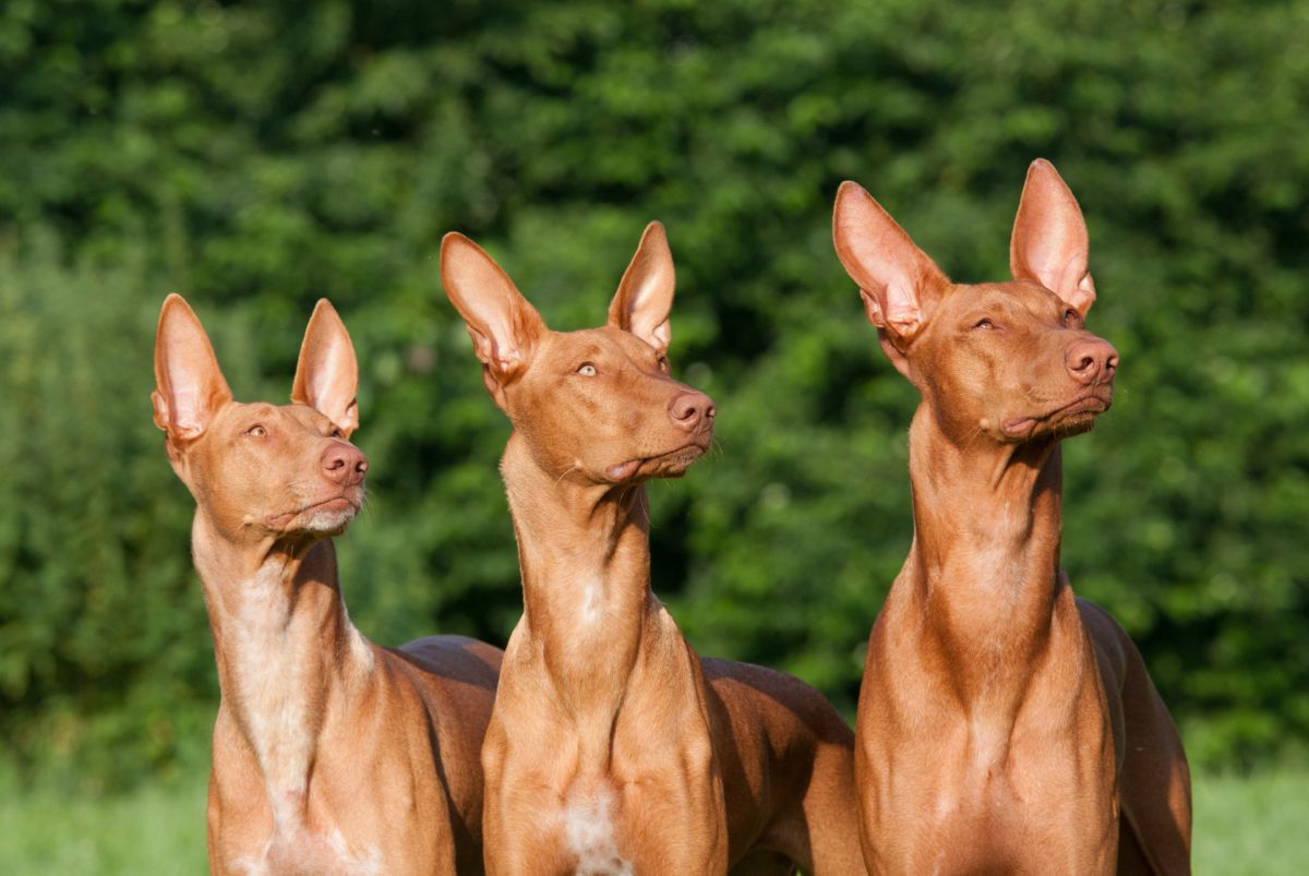 3 Faraohonden buiten 