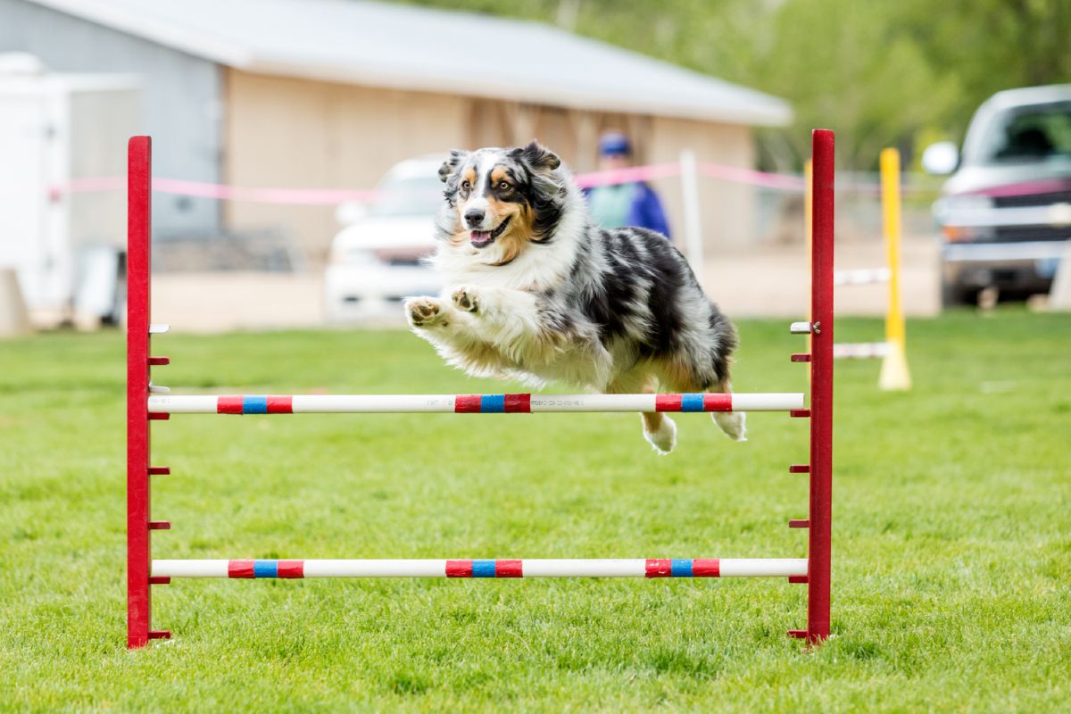 Agility voor honden