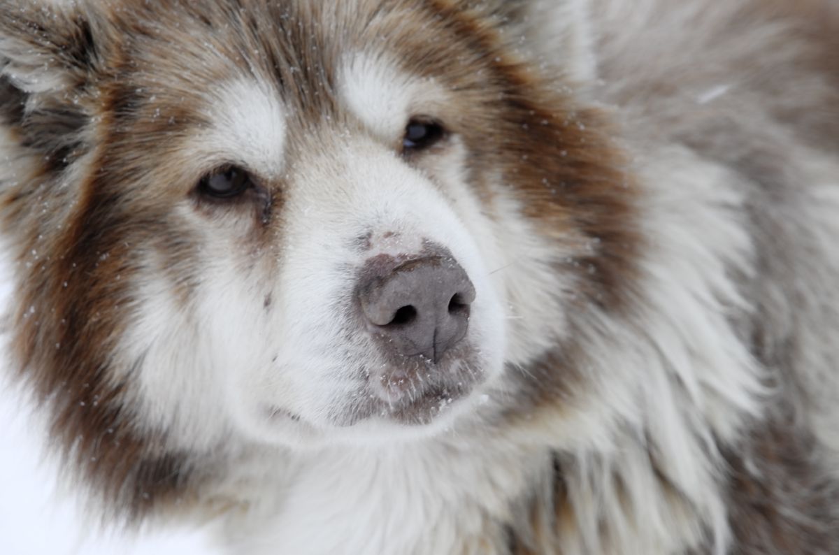 Canadese Eskimohond close-up