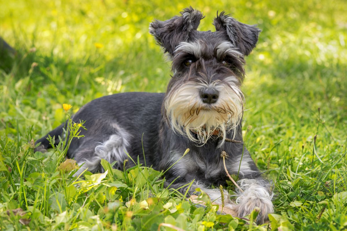 Dwergschnauzer liggend in gras