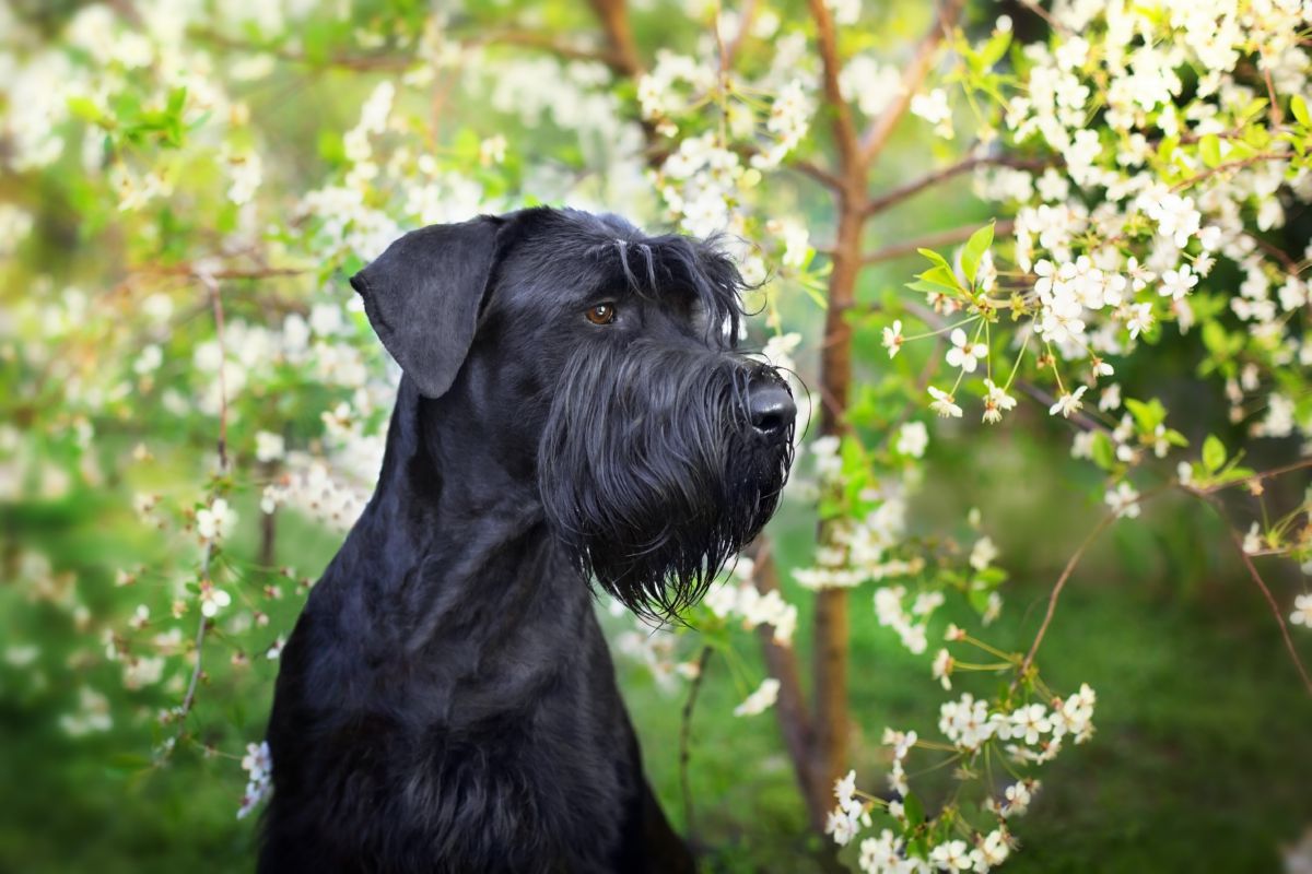 Riesenschnauzer tussen de bloemen