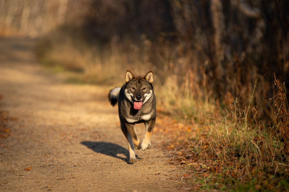 Shikoku rennend