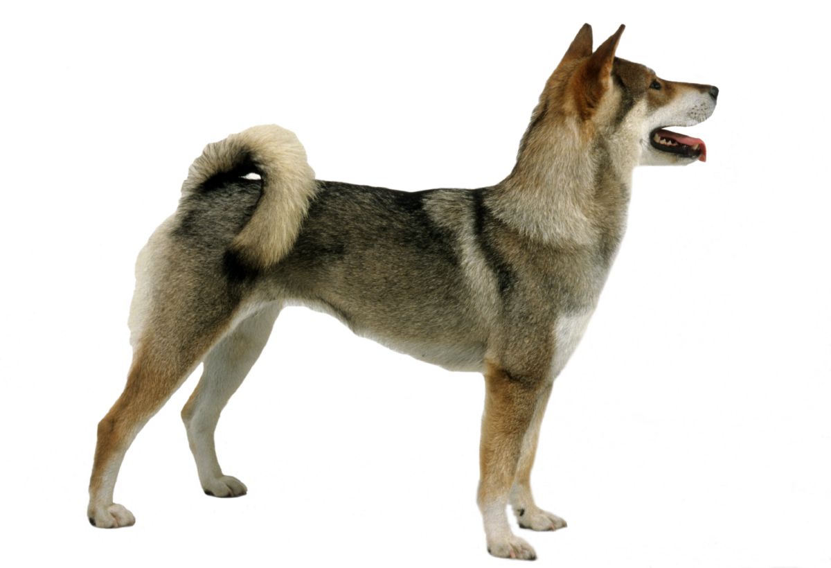 Shikoku uiterlijk