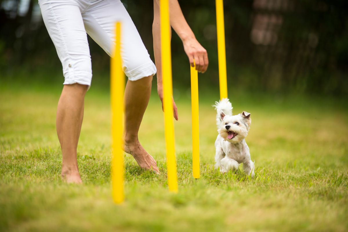 Yorkshire agility