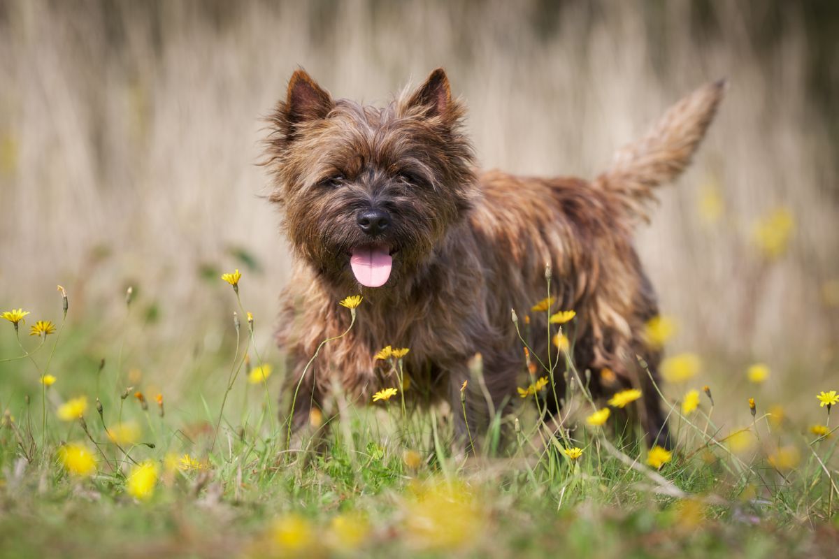 Cairn Terrier buiten