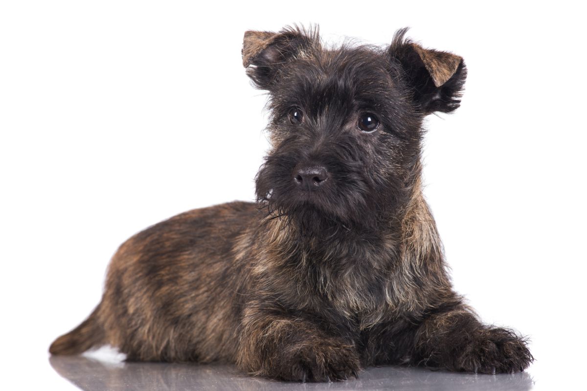 Cairn Terrier puppy