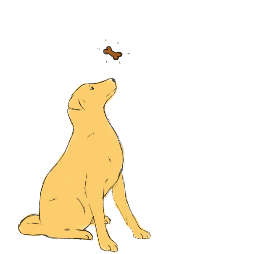 Lok je hond met een koekje