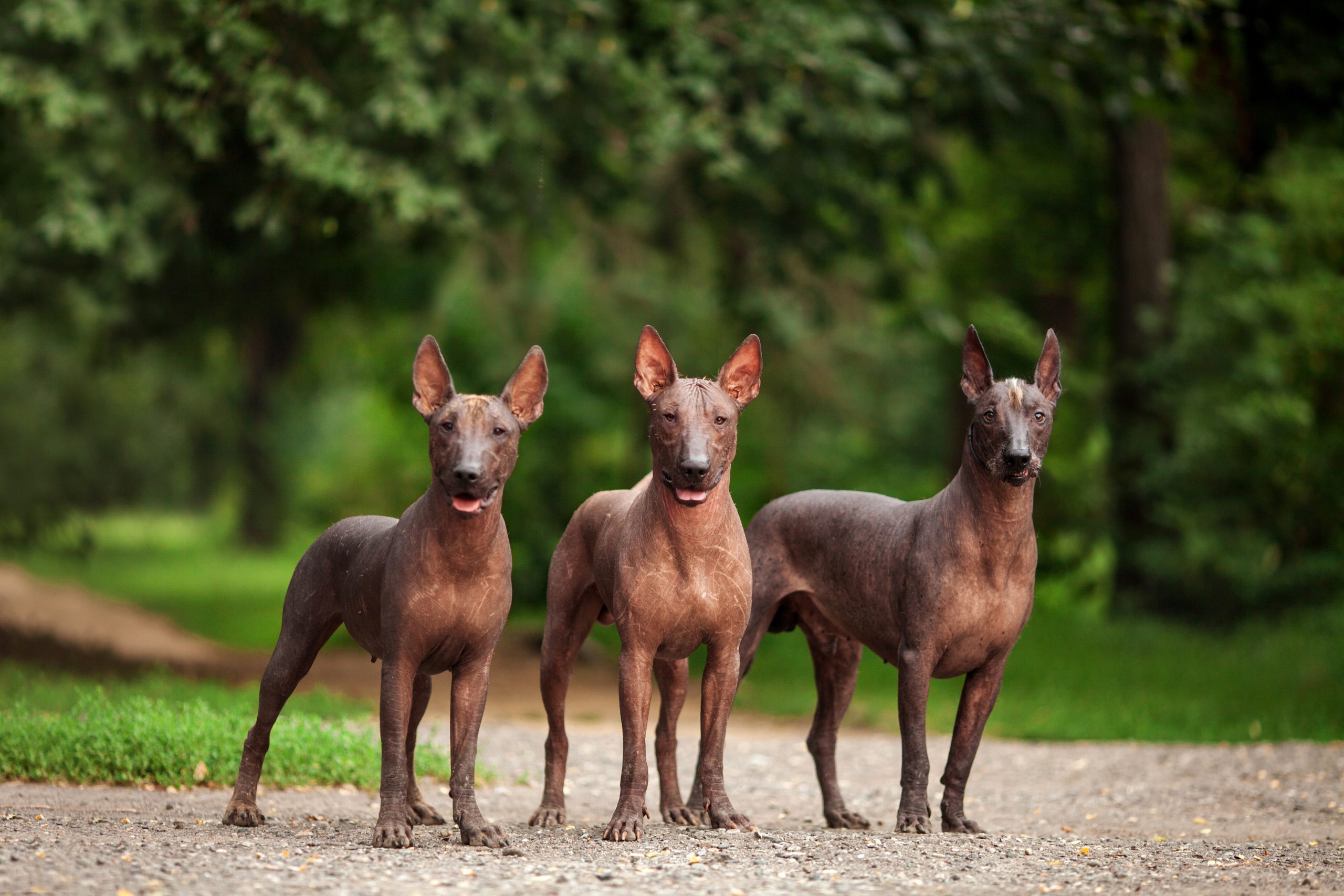 Drie Xoloitzcuintli honden