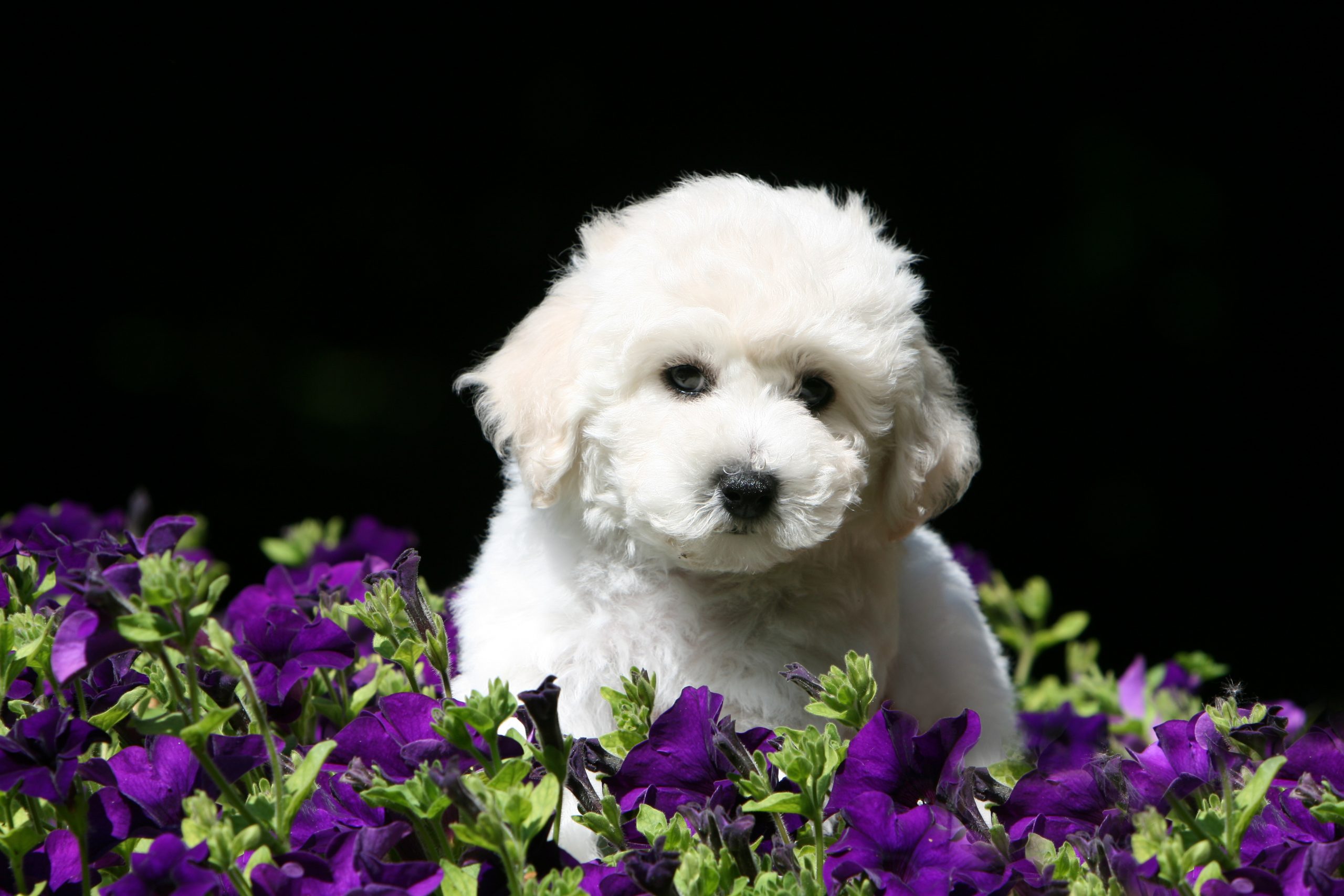 Bichon Frisé puppy in bloemen