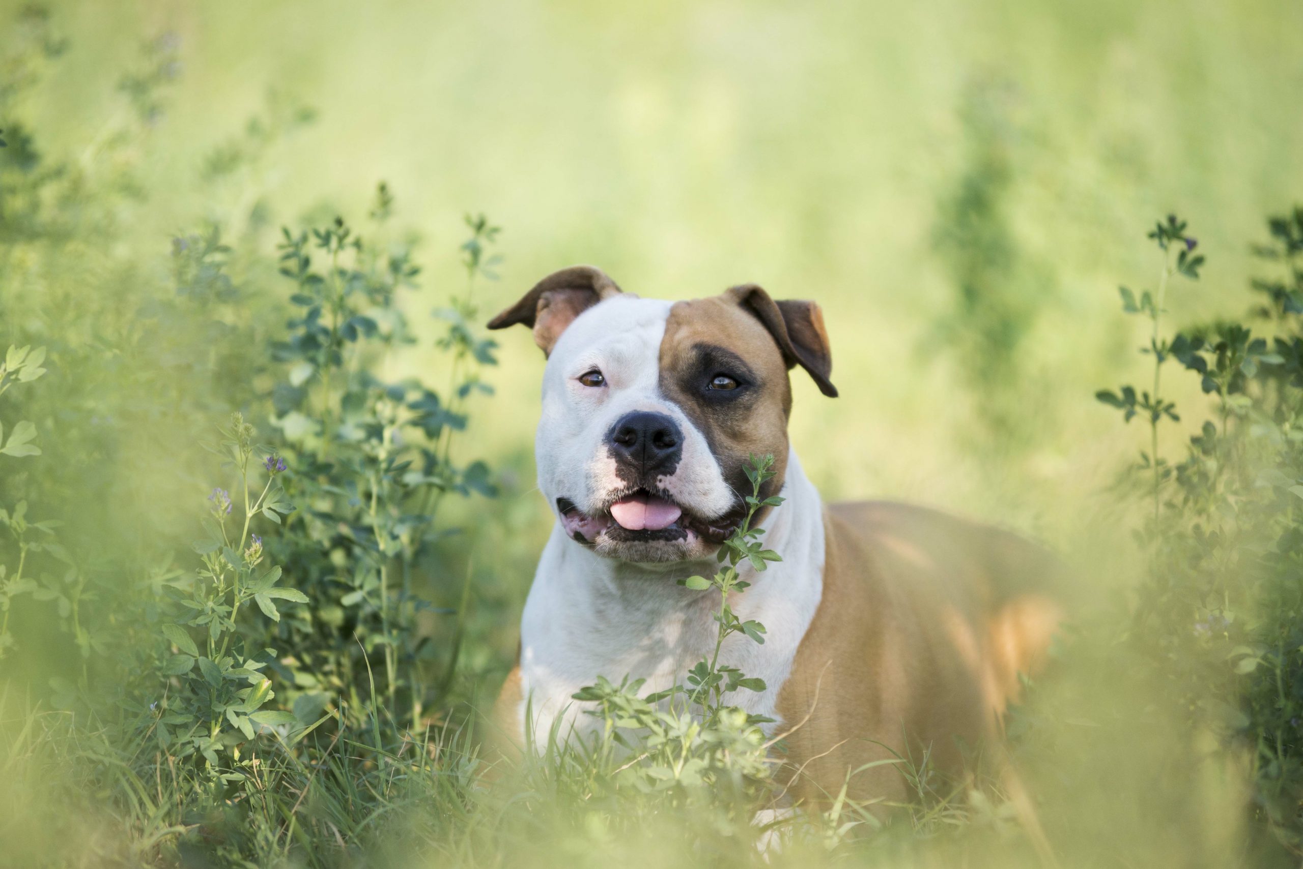 Amerikaanse Staffordshire Terrier