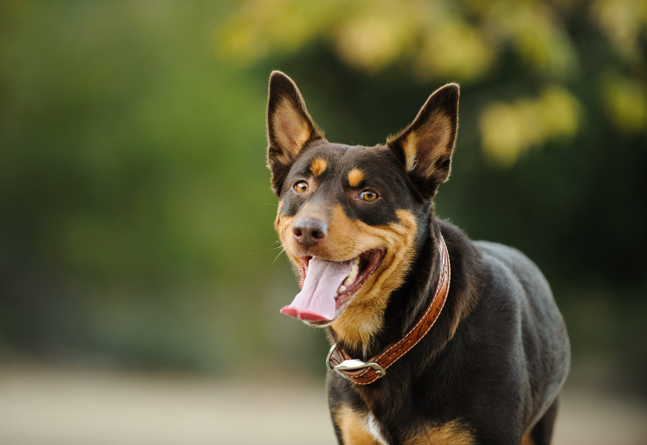 Australische Kelpie