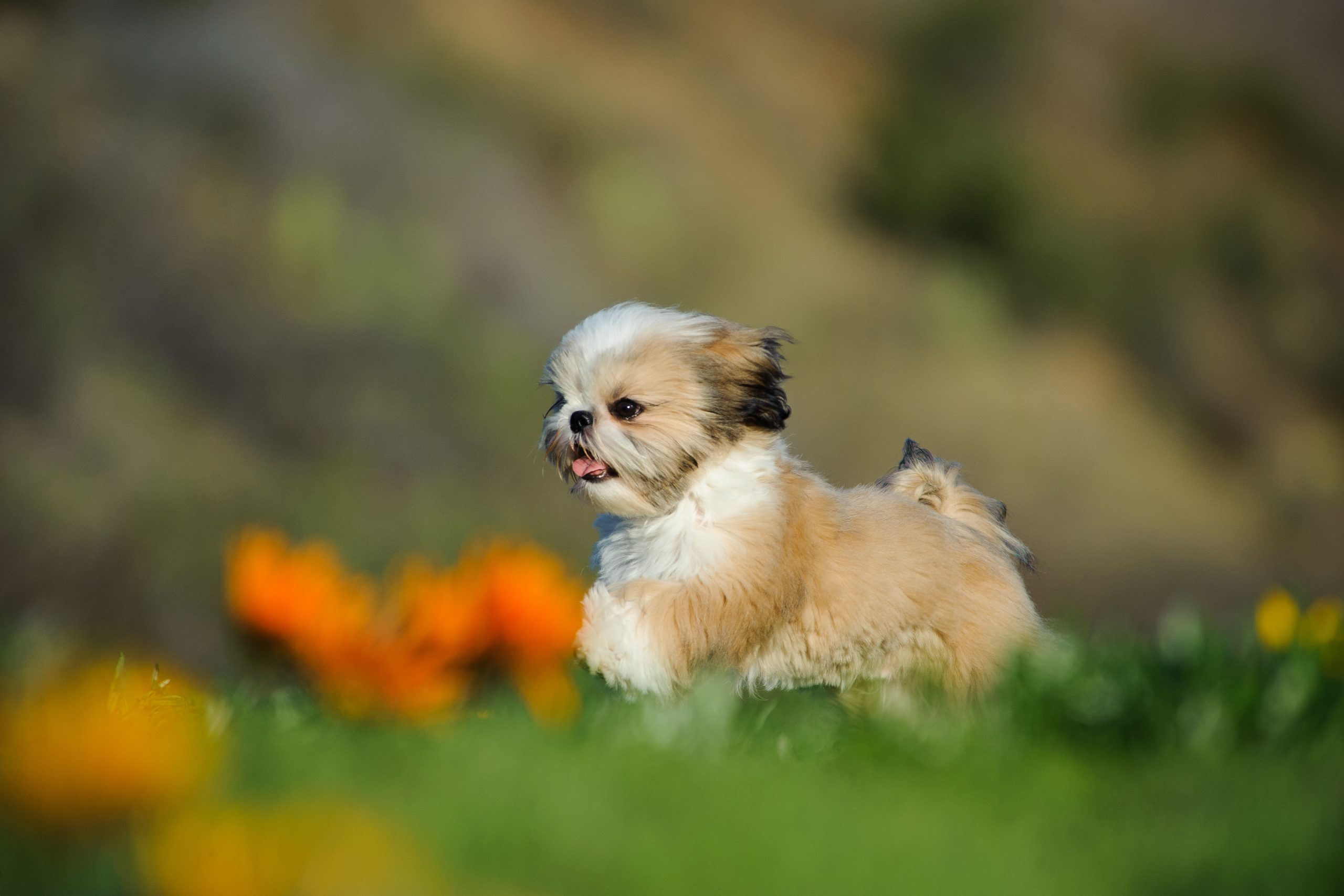 Shih Tzu puppy rennend