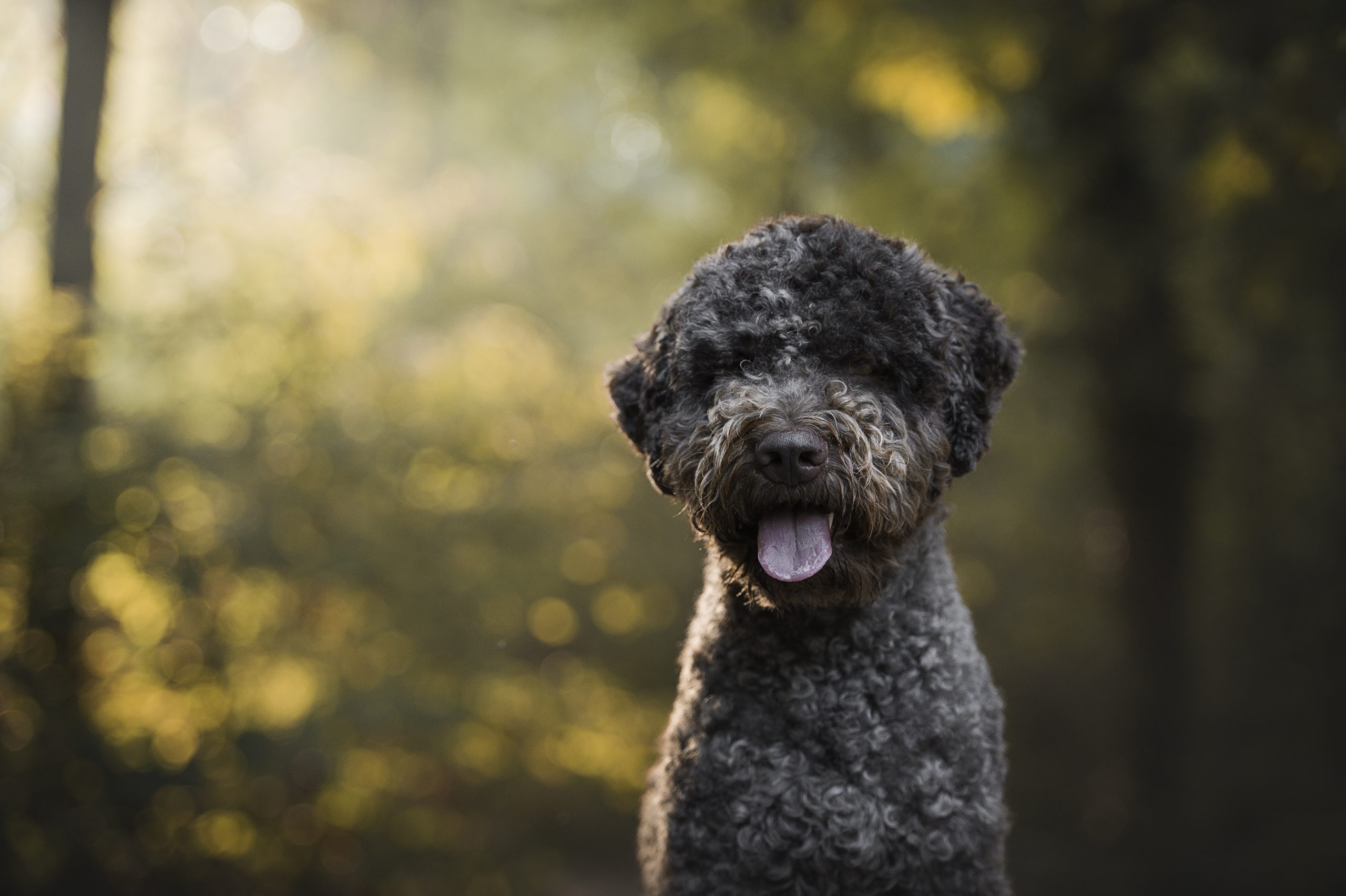 Lagotto Romagnolo portret