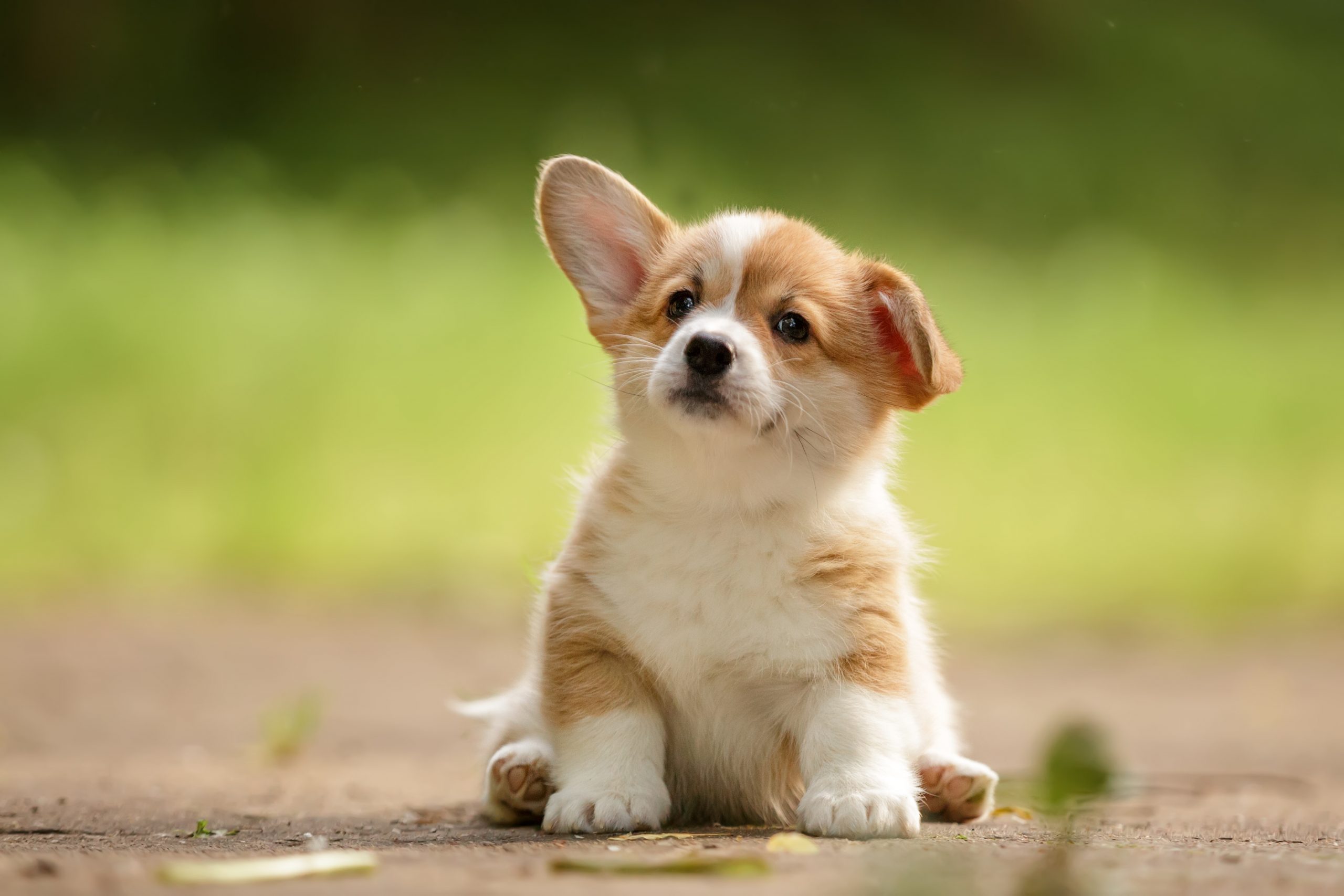 Welsh corgi cardigan puppy buiten