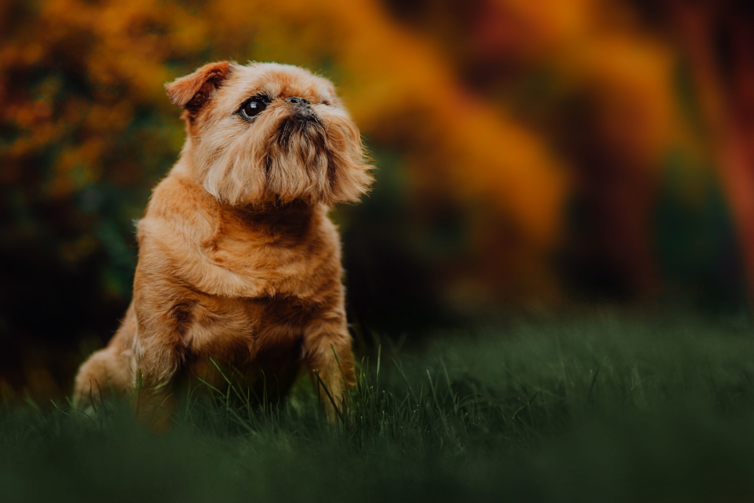 Brusselse Griffon buiten