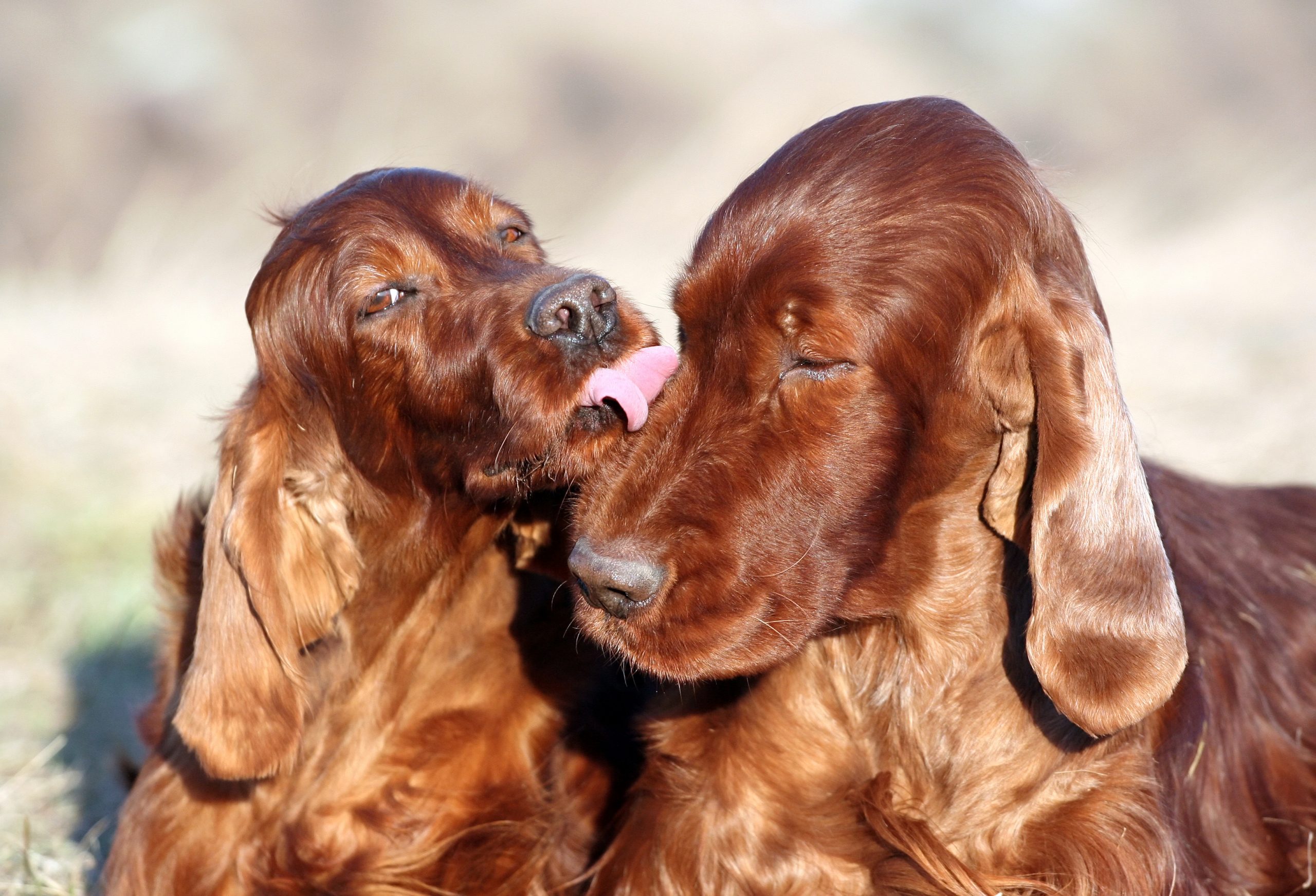 Ierse Setter hondjes