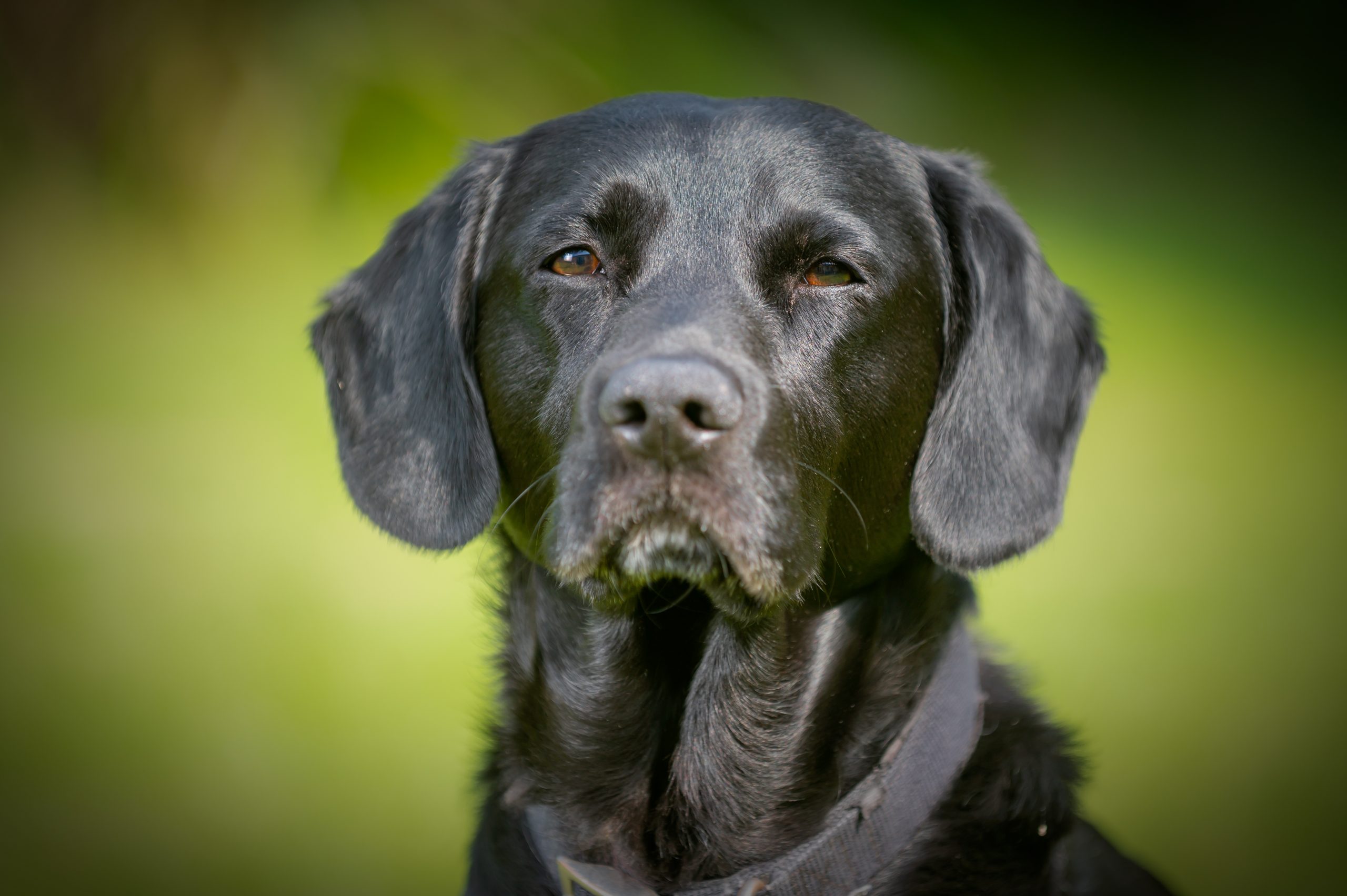 Zwarte Labrador