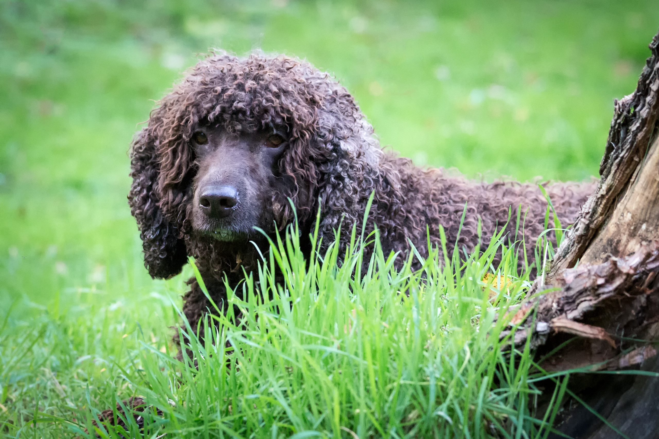 Ierse Waterspaniël tussen het gras