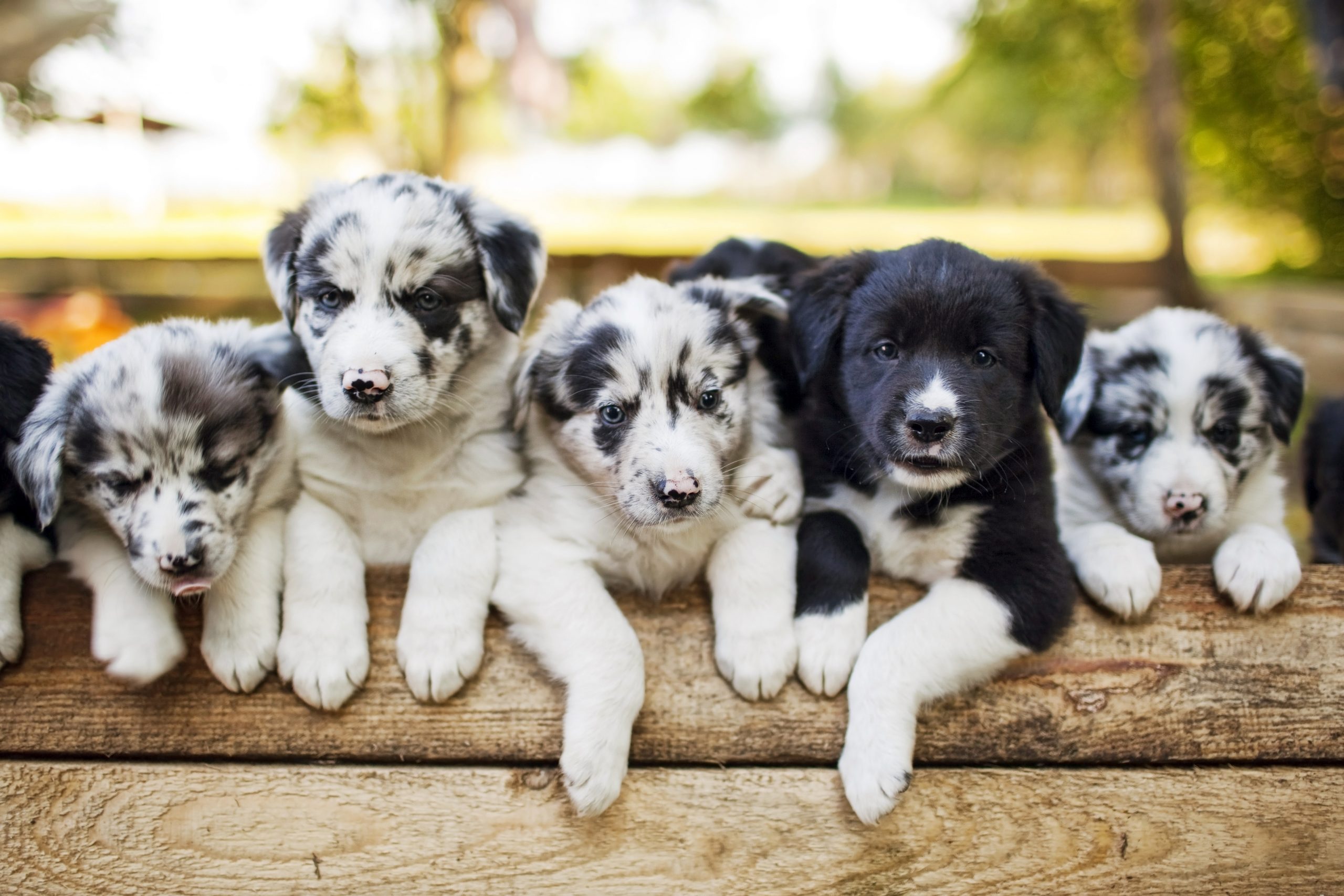 Collie puppy´s
