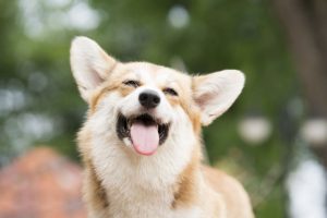 Blije Corgi