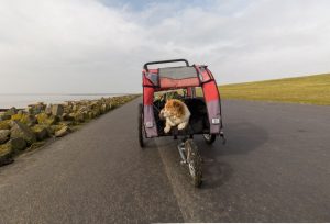 Grote hond in een buggy