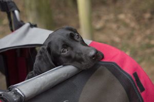 Labrador in buggy