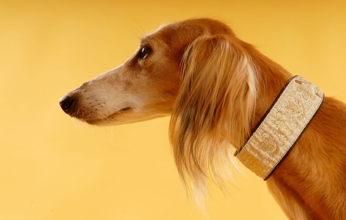 Saluki close-up