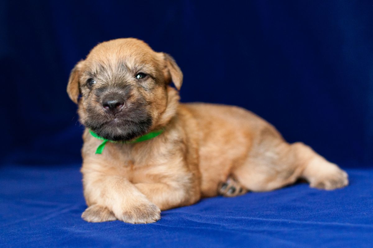 Softcoated Wheaten Terriër puppy