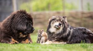 Puppy´s met kittens