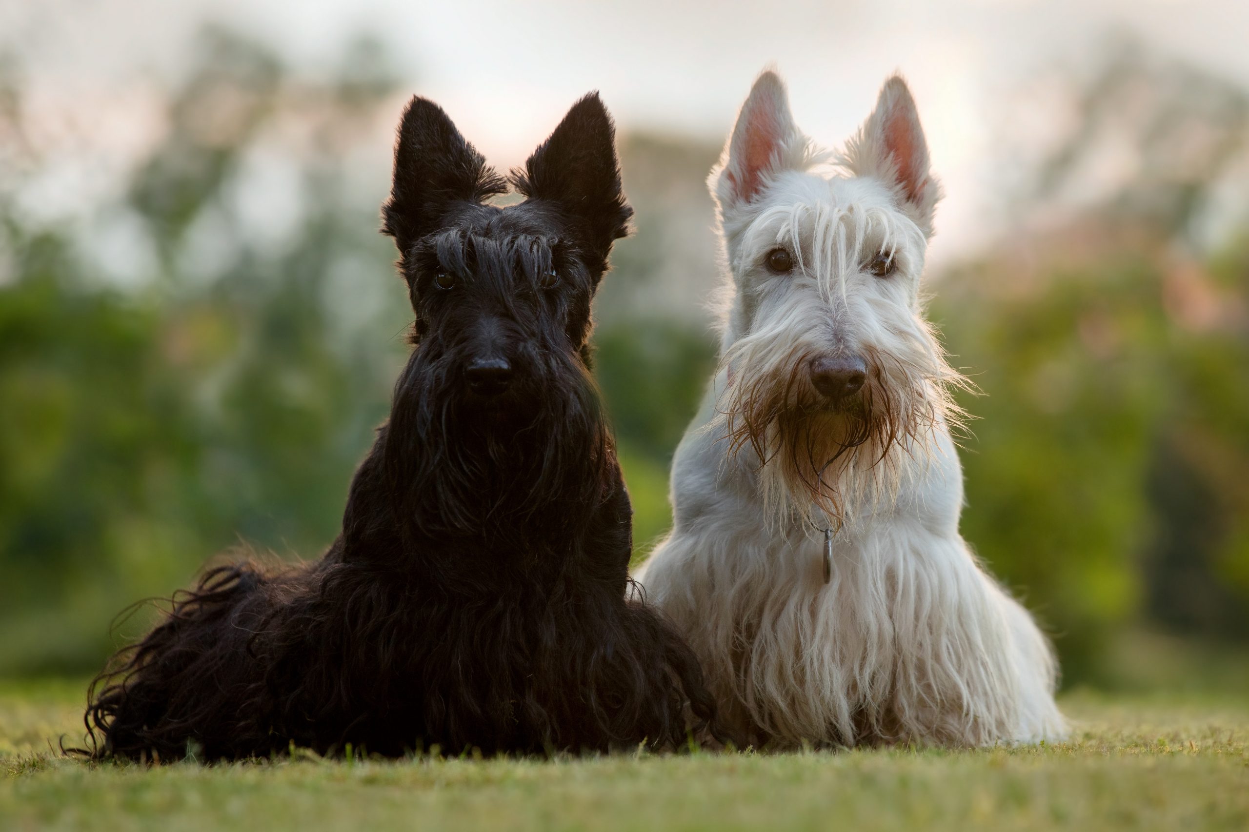 Schotse terrier
