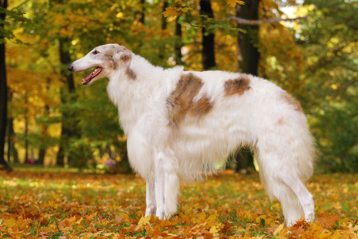 Barzoi in het bos