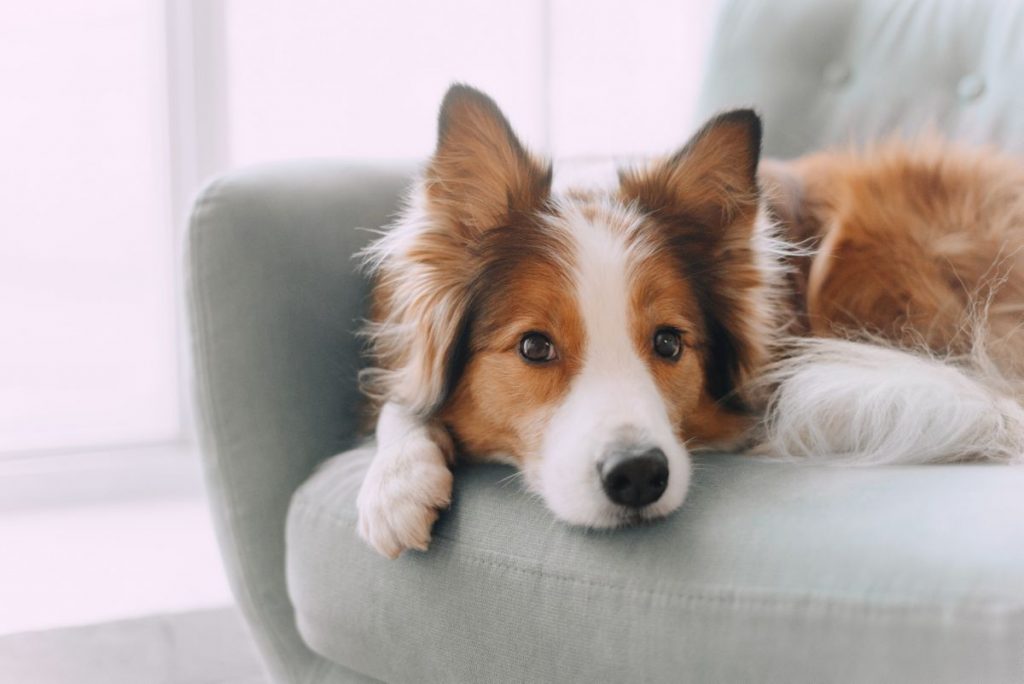 Border Collie op de bank