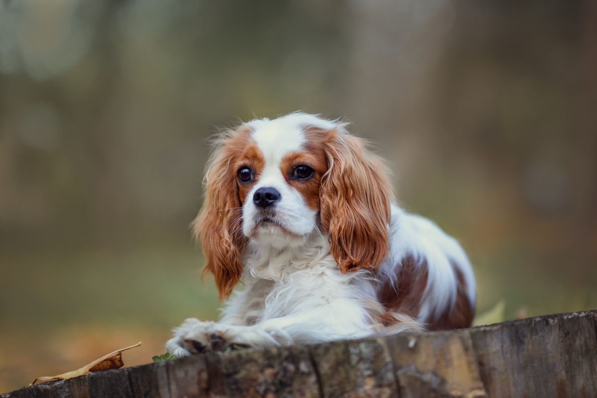 Cavalier King Charles Spaniël liggend