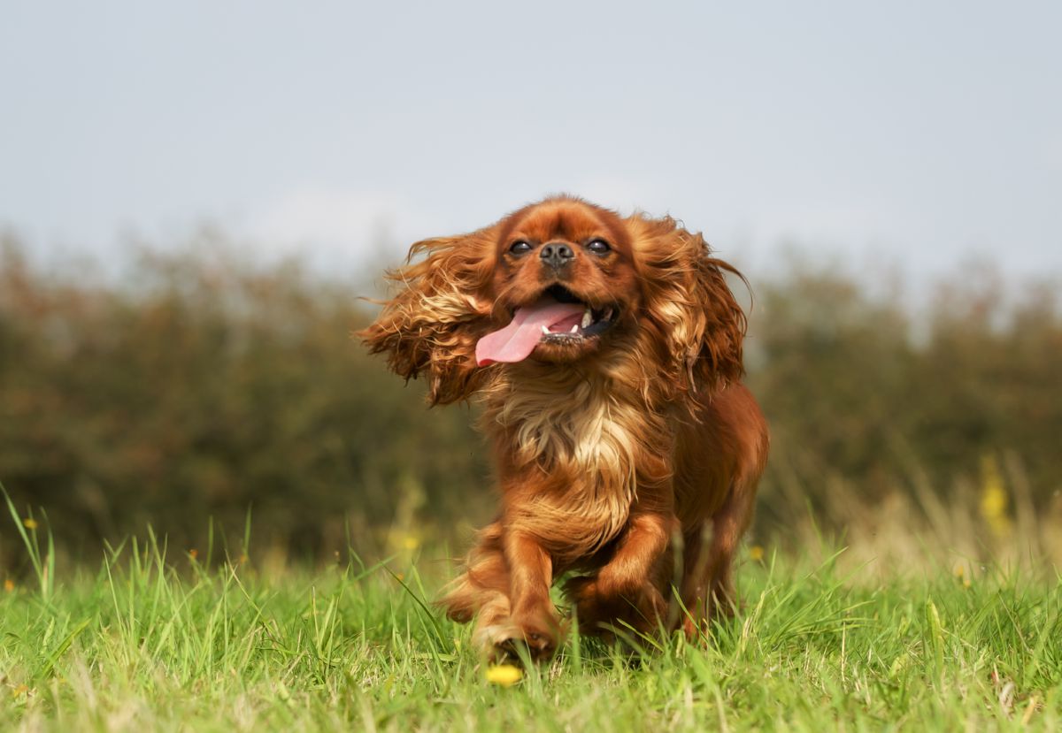 Cavalier King Charles Spaniël rennend
