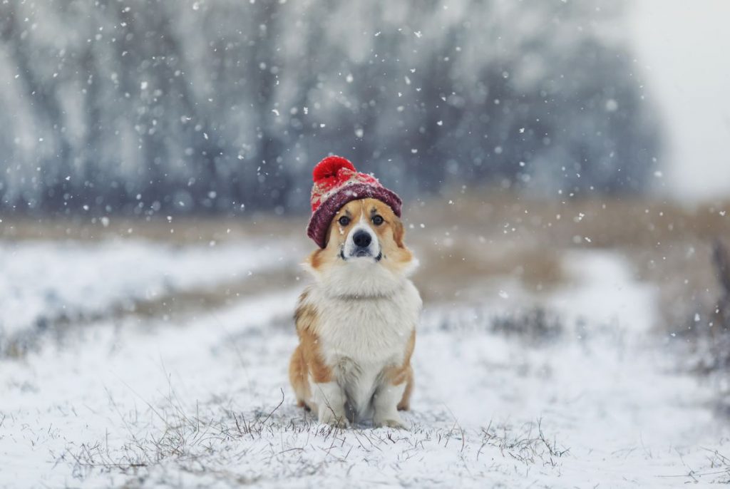 Corgi met een muts op